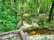 Lush backyard view with a creek, mature trees, and verdant foliage, creating a peaceful, natural oasis at 1846 Forest Wood Rd, Rocky Mount, NC 27804