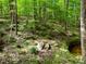 Lush backyard featuring a creek surrounded by a dense forest of mature trees at 1846 Forest Wood Rd, Rocky Mount, NC 27804