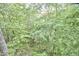 An expansive forest with lush green trees and a dense canopy from below at 220 Glenhill Ln, Chapel Hill, NC 27514
