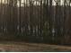 A picturesque wooded area in a serene location, perfect for nature lovers at 675 Anderson Creek Rd, Henderson, NC 27537