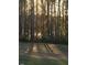Sunlight shining through the trees of a wooded property at 675 Anderson Creek Rd, Henderson, NC 27537