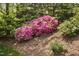 Image of the beautifully landscaped yard featuring colorful azaleas and mature plantings at 107 Oxford Creek Rd, Cary, NC 27519