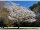 Beautiful flowering tree in the front yard, adding charm and curb appeal to the property at 2715 Freemont Rd, Durham, NC 27705