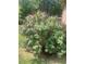 Landscaped yard featuring lush foliage and vibrant purple flowers at 2715 Freemont Rd, Durham, NC 27705