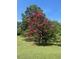 Landscaped yard featuring lush greenery and vibrant pink flowers at 2715 Freemont Rd, Durham, NC 27705