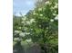 Landscaped yard featuring lush greenery and clusters of white flowers at 2715 Freemont Rd, Durham, NC 27705