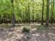 Secluded wooded area with mature trees surrounding the property at 3332 Langston Cir, Apex, NC 27539