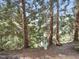 Wooded backyard featuring mature trees and natural vegetation creating a serene environment at 5026 Celtic Ct, Raleigh, NC 27612