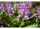 Close-up of vibrant purple flowers and lush green foliage at 130 Hunt St # 107, Durham, NC 27701