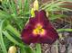 Close up of a colorful daylily in a garden setting at 210 Millet Dr, Morrisville, NC 27560