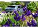 A landscaped front yard with purple iris flowers and a glimpse of a car parked in the background at 2811 Van Dyke Ave, Raleigh, NC 27607