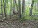 A deer stands alert in a wooded area surrounded by trees and natural foliage in a natural setting at 2 Deer Run Trl, Hillsborough, NC 27278
