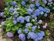 Lush hydrangea bush with vibrant blue and pink flowers, adding natural beauty to the landscape at 220 Lakecroft Pl, Fuquay Varina, NC 27526