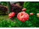 Close up on coral charm peonies in full bloom, showcasing vibrant color and lush foliage at 220 Glandon Dr, Chapel Hill, NC 27514