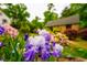 Close-up of purple Iris flowers in a garden at 220 Glandon Dr, Chapel Hill, NC 27514