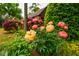 Close-up of peony plants and flowers in the garden at 220 Glandon Dr, Chapel Hill, NC 27514