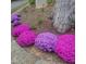 Beautiful landscaping featuring colorful flowering plants in a well-maintained garden bed at 220 Glandon Dr, Chapel Hill, NC 27514