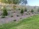 Sloping backyard with young trees and new ground cover at 633 Hardin Hill Ln, Knightdale, NC 27545