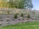 Sloping backyard with young trees and new ground cover at 633 Hardin Hill Ln, Knightdale, NC 27545