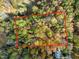 Aerial view of wooded lot showing the property boundaries, mature trees, and proximity to nearby houses at Tbd Hudson Hills Rd, Pittsboro, NC 27312