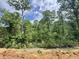 View of wooded property line showcasing the natural landscape at 1085 Fairhaven Dr # 49, Mebane, NC 27302
