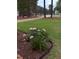 Front yard featuring a landscaped garden bed with pink flowers at 282 W Thicket Dr, Angier, NC 27501