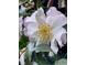 A close-up view of a white flower with green leaves at 112 Hilton Ave, Durham, NC 27707