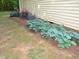 Well-maintained home exterior with lush hostas and vibrant pink flowers along the side of the house at 6673 Nc 96 W Hwy, Youngsville, NC 27596