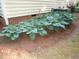 Well-maintained home exterior with lush hostas along the side of the house at 6673 Nc 96 W Hwy, Youngsville, NC 27596