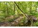 Peaceful stream surrounded by lush greenery, offering a serene natural setting at 104 Planetree Ln, Cary, NC 27511