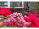 Close-up of colorful azalea bushes in full bloom adding vibrant charm to this professionally landscaped yard at 109 Imagine Way, Pittsboro, NC 27312
