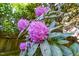 Close-up of lush, vibrant purple flowers in the landscaped yard at 5212 Badham Pl, Raleigh, NC 27609