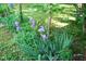 Beautiful garden bed with blooming irises, perfect for enjoying nature's beauty at 1013 Green St, Durham, NC 27701