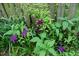 Close up of a garden with clematis growing on the fence at 1013 Green St, Durham, NC 27701