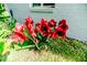 Vibrant red amaryllis flowers add a pop of color against the backdrop of the home's exterior at 1706 Carthage St, Sanford, NC 27330