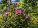 Beautiful flowering shrubs add color and charm to the well-landscaped front yard of the home at 224 E Park Dr, Raleigh, NC 27605