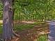 A mature tree with a vast canopy overlooks a well-maintained front yard in a quiet setting at 224 E Park Dr, Raleigh, NC 27605