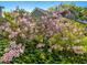 Lush garden featuring vibrant pink flowers, enhancing the home's natural beauty at 224 E Park Dr, Raleigh, NC 27605