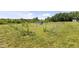Backyard view showcasing a storage shed and mature trees at 5423 Nc-39, Selma, NC 27576