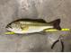 This is a fish that was caught and is now being measured at 2913 Escondido Farm Rd, Garner, NC 27529