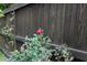 Close up of a vibrant rose bush next to a wood fence at 106 Eugene St, Carrboro, NC 27510