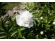 Close-up of a beautiful white peony flower in full bloom, surrounded by green foliage at 19 Oak Dr, Durham, NC 27707
