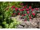 Vibrant red roses cascade over a stone retaining wall, adding color to the landscape at 19 Oak Dr, Durham, NC 27707