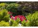 Beautiful view of red roses growing in a landscaped yard at 19 Oak Dr, Durham, NC 27707