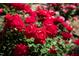 Close-up of vibrant red roses in full bloom, showcasing their velvety petals and lush greenery in a tranquil garden setting at 19 Oak Dr, Durham, NC 27707