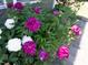 Close-up of vibrant pink and white peonies blooming alongside a house and walkway, showcasing curb appeal at 1701 Bodwin Ln, Apex, NC 27502