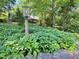 Backyard with greenery, lighting, and flowering ground cover at 307 Clayton Rd, Chapel Hill, NC 27514