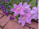 Up-close look at the flowering plant in the flower bed next to the house at 35 Stonewall Way, Durham, NC 27704