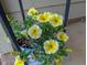 Charming yellow petunias in an outdoor planter add character to the home's exterior at 35 Stonewall Way, Durham, NC 27704