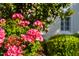 Close-up shot of vibrant pink flowers in full bloom at 106 Clendenen Ct, Cary, NC 27513